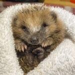 Donatie: eenmalige gift
